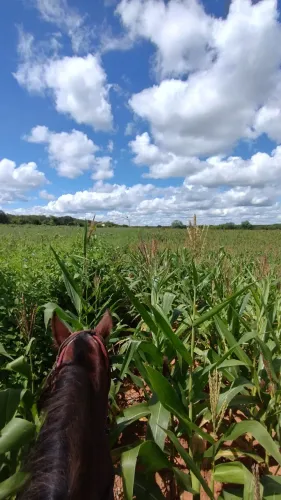 FAZENDA A VENDA EM SÃO RAIMUNDO NONATO 1000 HA
