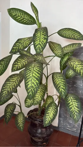 Vendo plantas