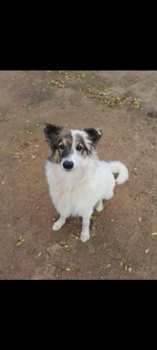 Bordie collie para adoção 