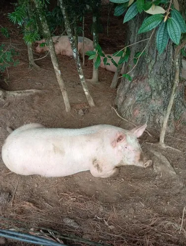 Porcos tratados só com milho e farelo