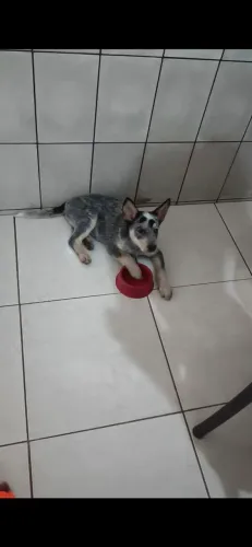 Filhote fêmea de BLUE HEELER