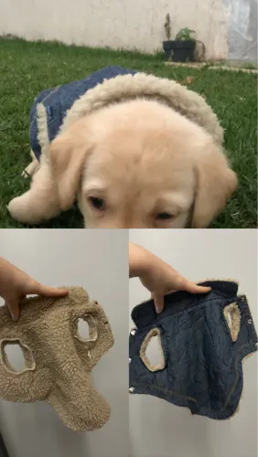 Roupa de inverno para cachorro
