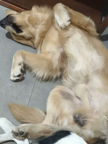 Tenho um Golden e está disponível para cruzar com qualquer cachorra fêmea