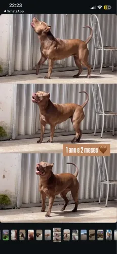 Pitmonster