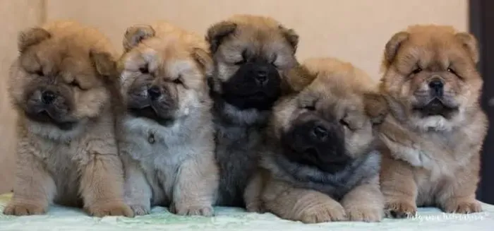 Chow chow encantador