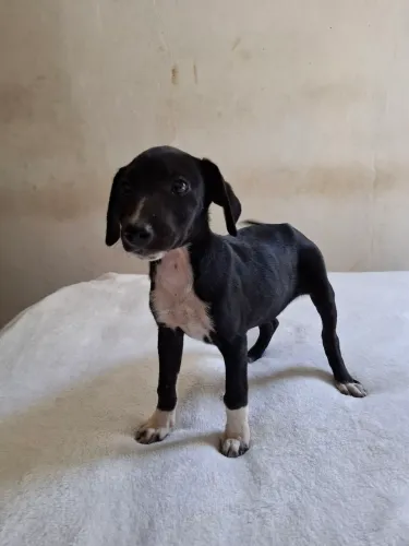 Cachorrinhos filhotes fêmeas oito semanas para adoção responsável