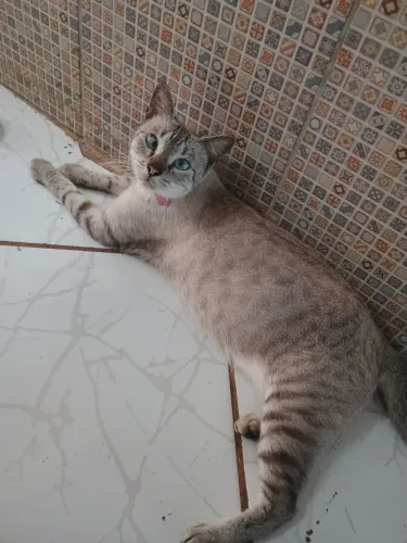 Gata fêmea caçadora