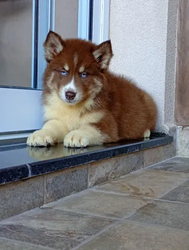 Husky siberiano canil Spartakus com pedigree , entregamos na sua casa hoje 