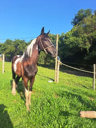 Garanhão pampa de preto
