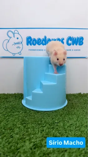 Hamster Sírio (Roedores CWB)