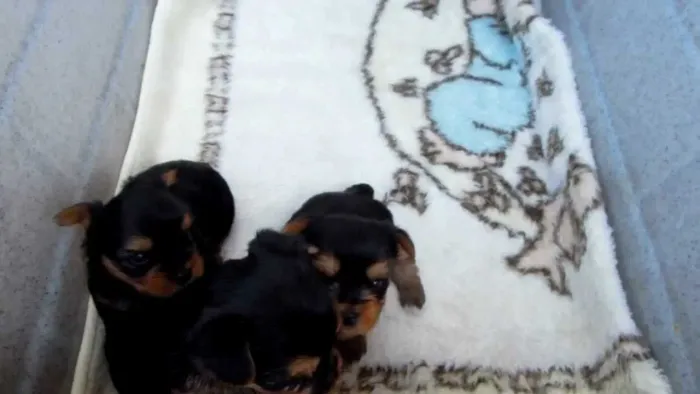 Doação Yorkshire filhotes