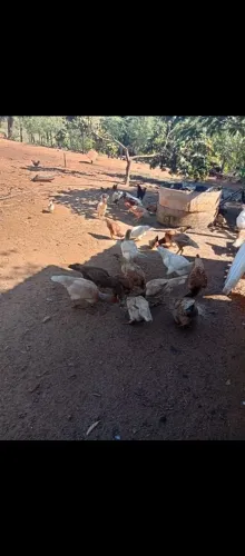 Lote de frangas e galinhas