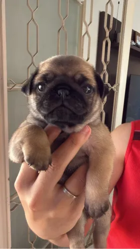 Pug