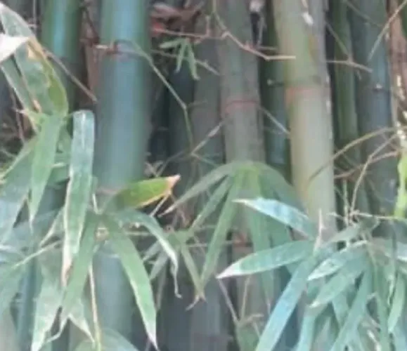 VENDO BAMBU PARA RETIRAR (cortar)