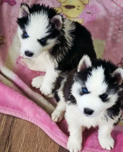 Husky siberiano Esse cachorrinho é pura alegria junina