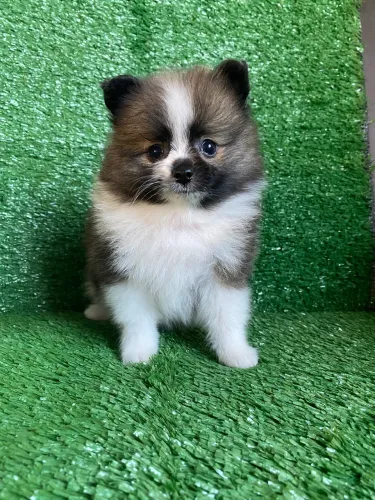 Spitz alemão anão