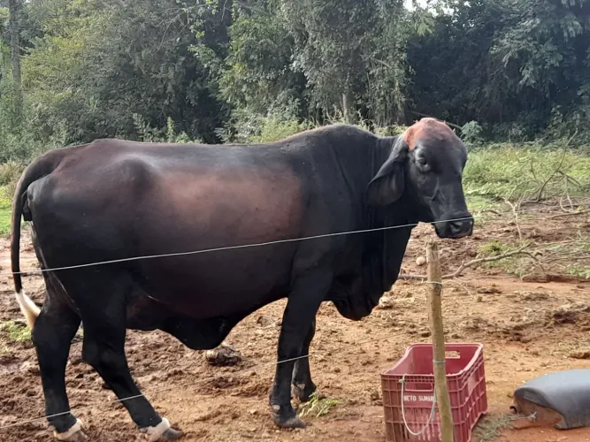 Vaca para vender