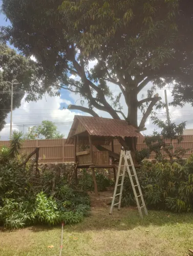 Poda de Árvore no DF 