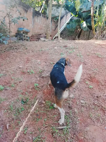 Cachorra beagle a venda 