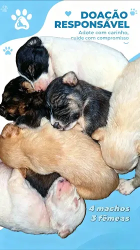 Cachorrinhos, Doação responsável