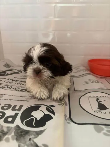 Filhote shih tzu, Lambidas e rabinhos abanando garantidos!