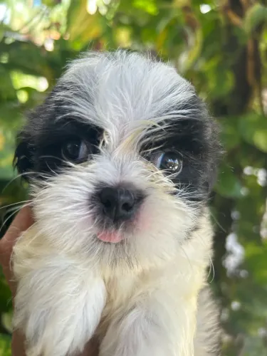 Shihtzu machinho disponível
