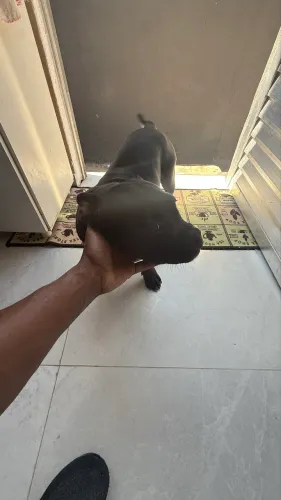 Cachorro american bully  vacinado e vermifugado.