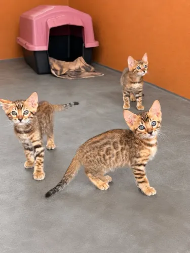 Bengal 