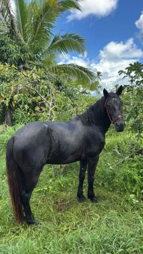 Cavalo Preto Manso - Excelente Estado e Boa Estrutura