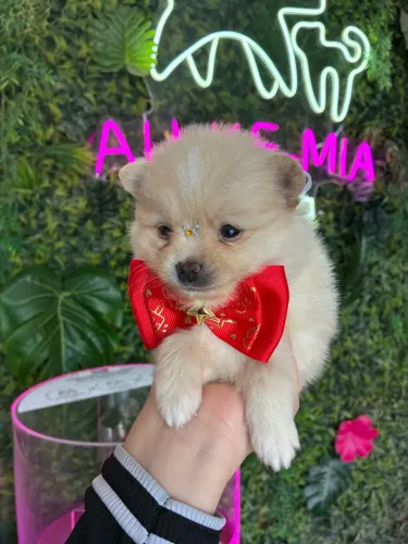 Spitz alemão lindíssimo! Um encanto