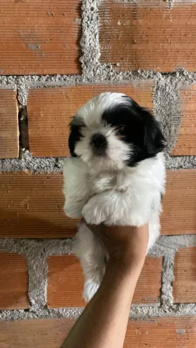 Filhote shih tzu, O amigo mais fiel que você pode ter está aqui!