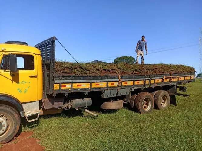 Gramas De Qualidade Já Plantada