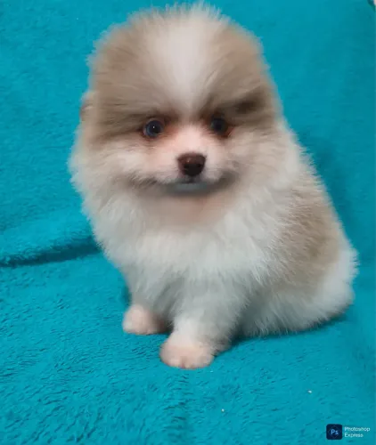 Lulu da pomeranea fêmea com vacina 75 dias