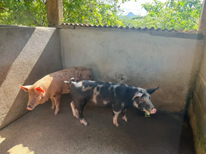 Porcos caipira