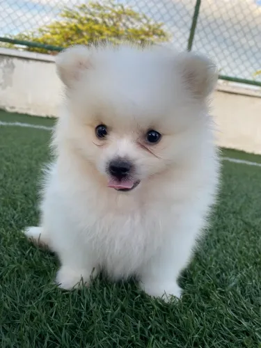 Filhotes de Spitz alemão Lulu da pomerania 