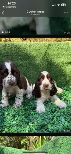 Belíssimo filhotes Cocker Spaniel Inglês machos é fêmeas  reservar 
