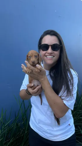Dachshund Teckel lindo 
