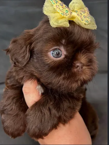Shih tzu macho e fêmea