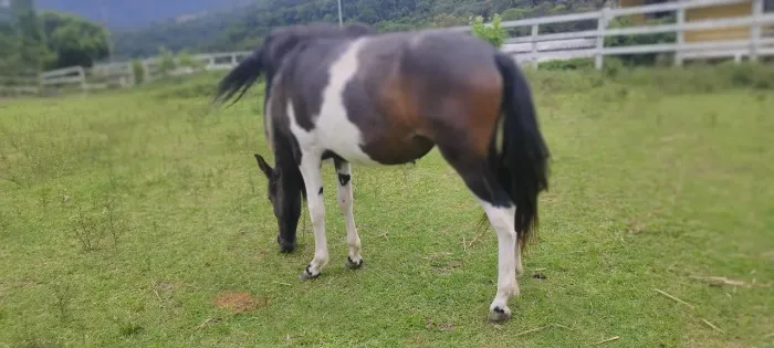 Potra pampa de preto mangalarga marchador