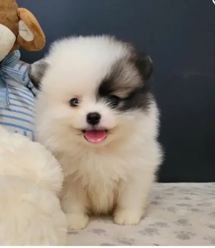 Lulu da pomerania Spitzs alemão
