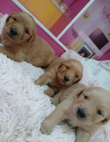 Golden -Uma das raças mais procuradas do país