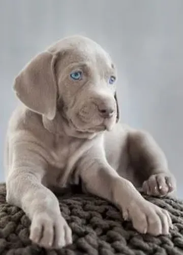 Weimaraner Filhotes 