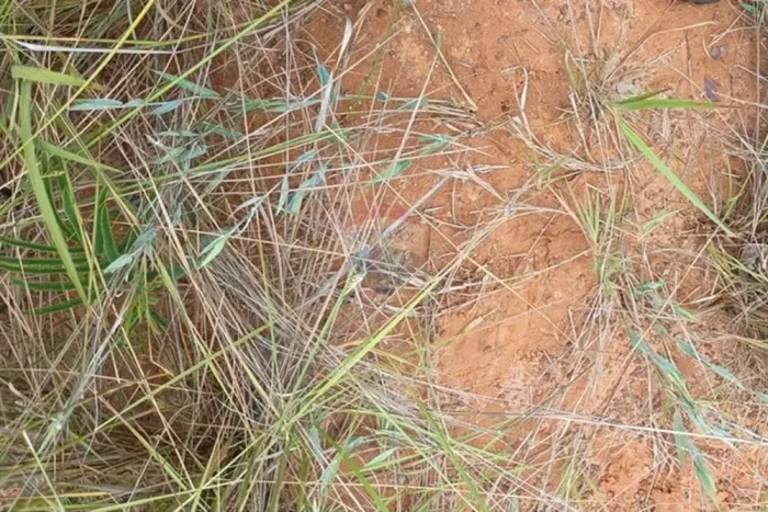 Fazenda de 280 hectares para AGRICULTURA.Plantio de grãos; soja, milho, feijão, sorgo e ou