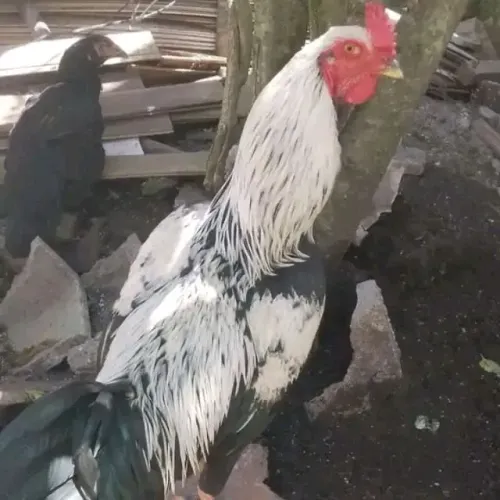 Venda de galinha caipira e galos caipiras e índio.