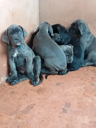 Filhote de cane corso 