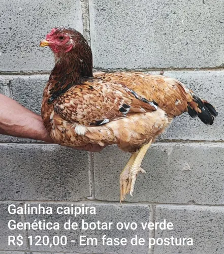 Galinha que bota ovo verde - Fase de Postura