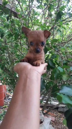 Miniatura de pinscher zero fofinhos pra vc