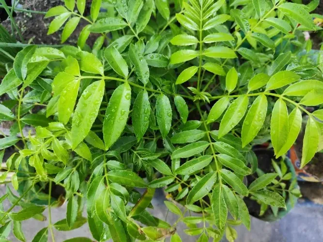 Mudas e plantas