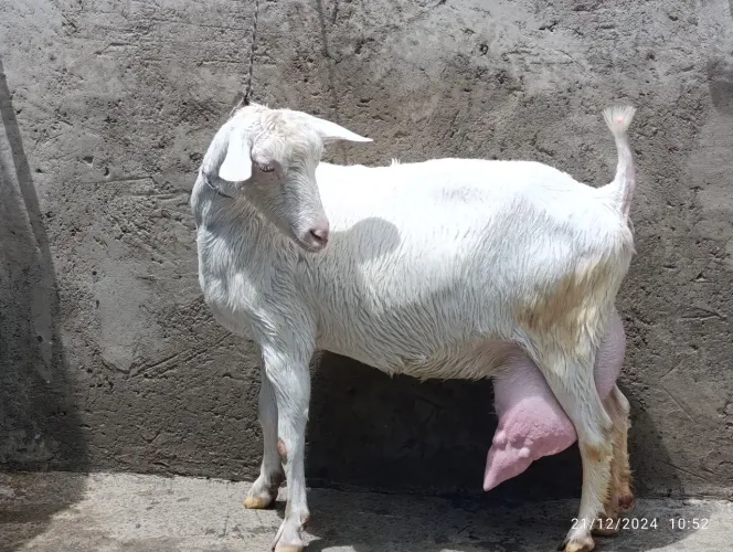 Produto de cabras leiteira