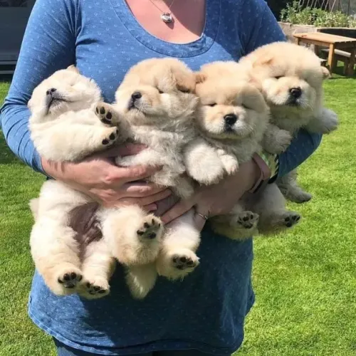 Filhotes de Chow Chow | Brincadeiras sem fim!